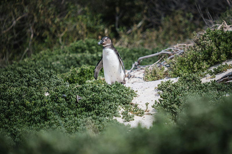 Chick Rearing Unit – Cape Town