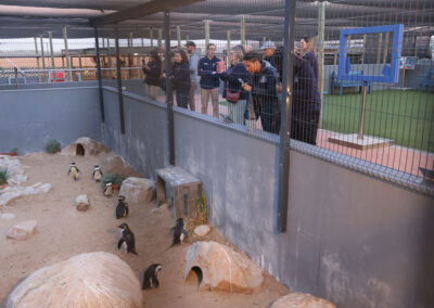 Chick Rearing Unit – Cape Town - Global Humane - Conservation Fund of ...
