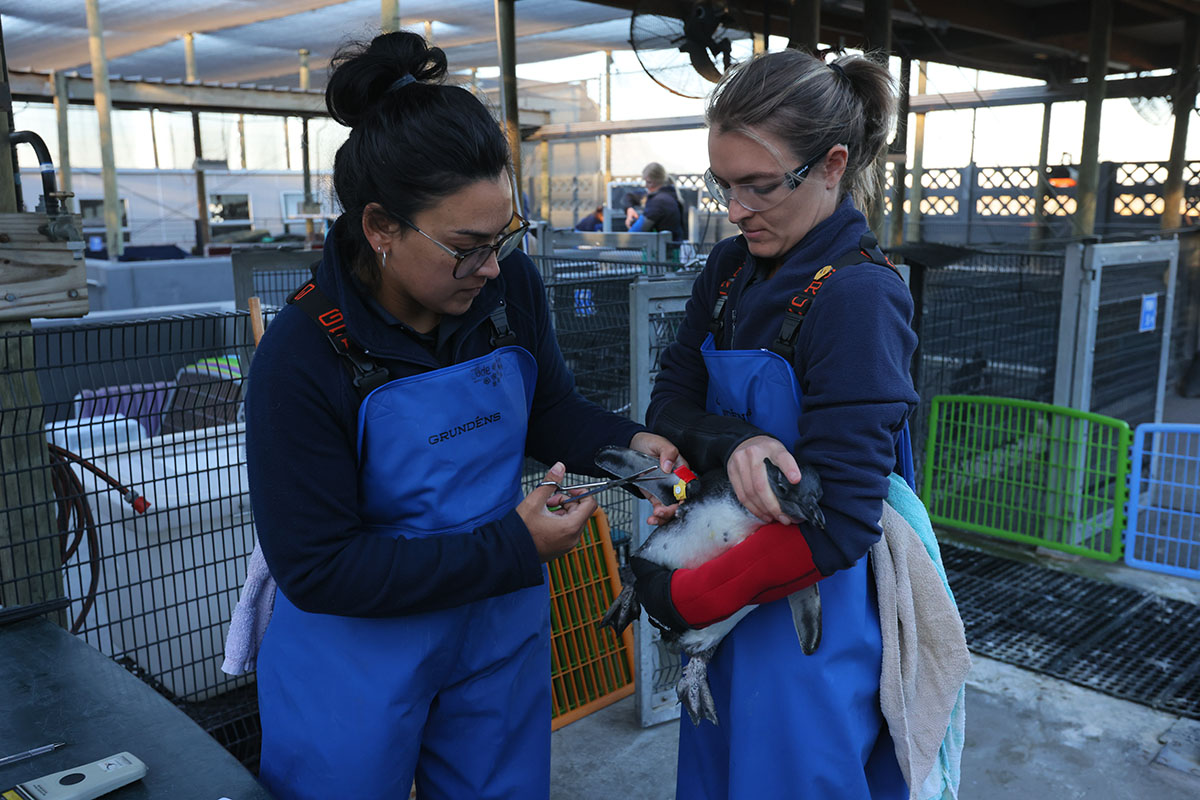 Chick Rearing Unit – Cape Town - Global Humane - Conservation Fund of ...