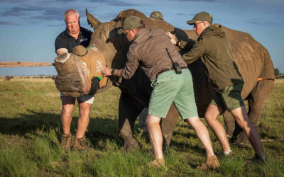 The Importance of Rhino Translocations